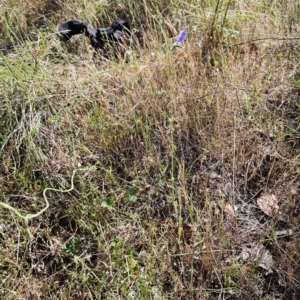 Wahlenbergia stricta subsp. stricta at The Pinnacle - 7 Nov 2023