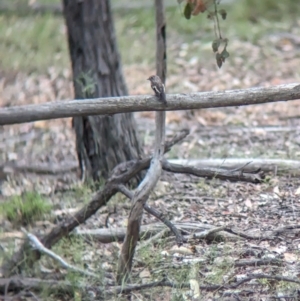 Petroica phoenicea at Rosewood, NSW - suppressed