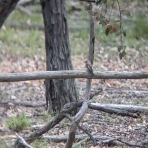 Petroica phoenicea at Rosewood, NSW - suppressed