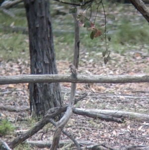 Petroica phoenicea at Rosewood, NSW - suppressed