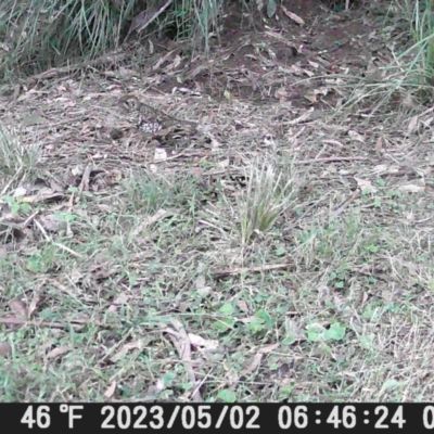 Zoothera lunulata (Bassian Thrush) at Currowan, NSW - 2 May 2023 by UserCqoIFqhZ