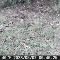 Zoothera lunulata at Currowan, NSW - suppressed