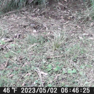 Zoothera lunulata at Currowan, NSW - 3 May 2023
