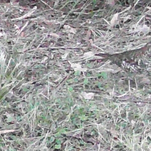 Zoothera lunulata at Currowan, NSW - suppressed