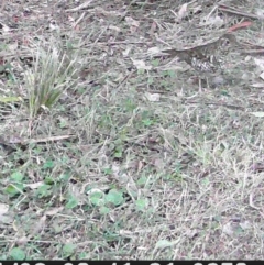 Zoothera lunulata at Currowan, NSW - suppressed