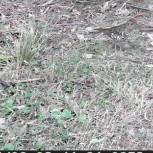 Zoothera lunulata at Currowan, NSW - suppressed