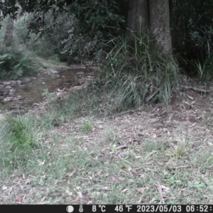 Zoothera lunulata at Currowan, NSW - suppressed