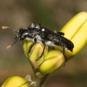 Eleale simplex at Bruce Ridge to Gossan Hill - 30 Oct 2023 02:17 PM