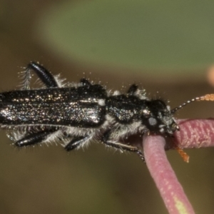 Eleale simplex at Bruce Ridge to Gossan Hill - 30 Oct 2023 02:17 PM