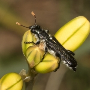 Eleale simplex at Bruce Ridge to Gossan Hill - 30 Oct 2023 02:17 PM