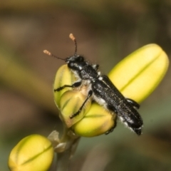 Eleale simplex at Bruce Ridge to Gossan Hill - 30 Oct 2023 02:17 PM