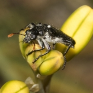 Eleale simplex at Bruce Ridge to Gossan Hill - 30 Oct 2023 02:17 PM