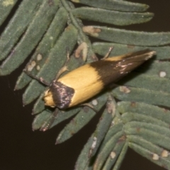 Antipterna euanthes (A Concealer moth (Wingia Group)) at Bruce Ridge to Gossan Hill - 30 Oct 2023 by AlisonMilton