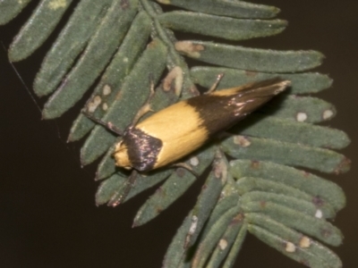 Antipterna euanthes (A Concealer moth (Wingia Group)) at Bruce Ridge to Gossan Hill - 30 Oct 2023 by AlisonMilton