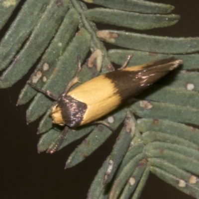 Antipterna euanthes (A Concealer moth (Wingia Group)) at Bruce Ridge to Gossan Hill - 30 Oct 2023 by AlisonMilton