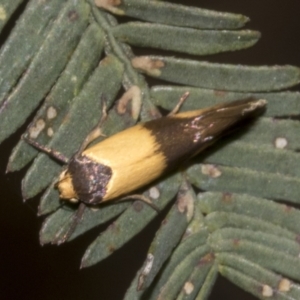 Antipterna euanthes at Bruce Ridge to Gossan Hill - 30 Oct 2023 02:25 PM