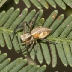 Oxyopes sp. (genus) (Lynx spider) at Gossan Hill - 30 Oct 2023 by AlisonMilton