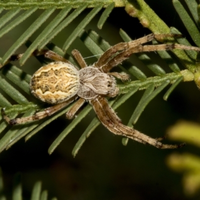 Salsa fuliginata (Sooty Orb-weaver) at Bruce, ACT - 30 Oct 2023 by AlisonMilton