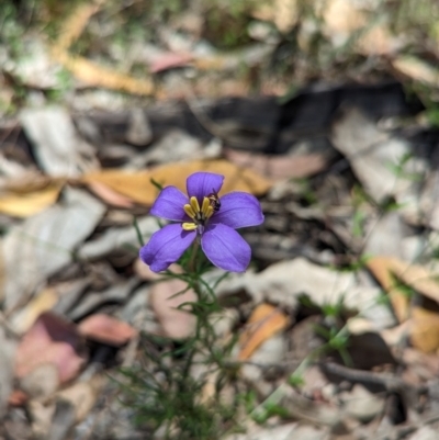 Cheiranthera linearis (Finger Flower) at Rosewood, NSW - 10 Nov 2023 by Darcy