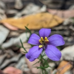 Cheiranthera linearis at Rosewood, NSW - suppressed