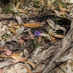 Cheiranthera linearis at Rosewood, NSW - suppressed