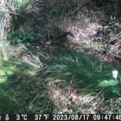 Menura novaehollandiae (Superb Lyrebird) at Currowan, NSW - 16 Aug 2023 by UserCqoIFqhZ