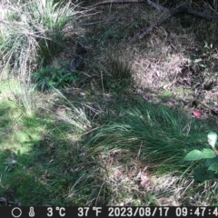 Menura novaehollandiae at Currowan State Forest - 17 Aug 2023