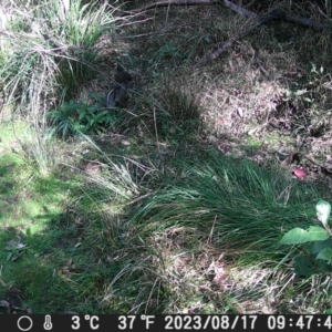 Menura novaehollandiae at Currowan State Forest - 17 Aug 2023
