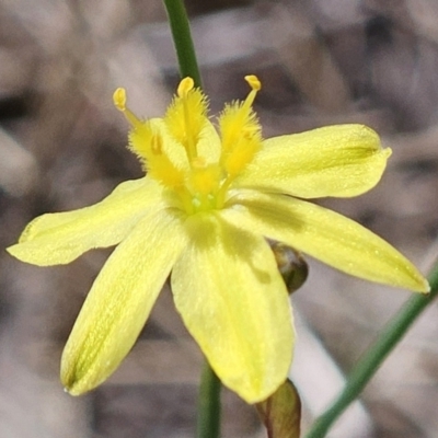 Tricoryne elatior (Yellow Rush Lily) at The Pinnacle - 7 Nov 2023 by sangio7