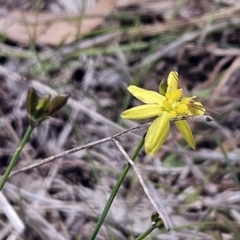 Tricoryne elatior at The Pinnacle - 7 Nov 2023 02:30 PM