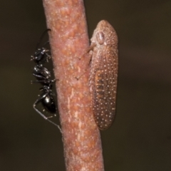 Rhotidoides punctivena (Leafhopper) at Bruce, ACT - 30 Oct 2023 by AlisonMilton