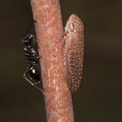 Rhotidoides punctivena (Leafhopper) at Bruce Ridge to Gossan Hill - 30 Oct 2023 by AlisonMilton