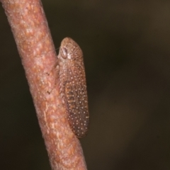 Rhotidoides punctivena at Bruce Ridge to Gossan Hill - 30 Oct 2023 02:11 PM