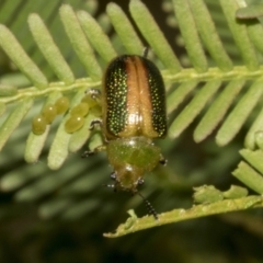 Calomela parilis (Leaf beetle) at Bruce Ridge to Gossan Hill - 30 Oct 2023 by AlisonMilton