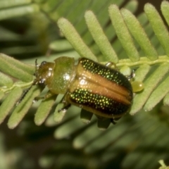 Calomela parilis at Bruce Ridge to Gossan Hill - 30 Oct 2023 01:58 PM