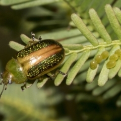 Calomela parilis at Bruce Ridge to Gossan Hill - 30 Oct 2023 01:58 PM