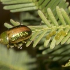 Calomela parilis at Bruce Ridge to Gossan Hill - 30 Oct 2023 01:58 PM