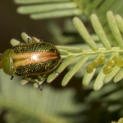 Calomela parilis at Bruce Ridge to Gossan Hill - 30 Oct 2023 01:58 PM