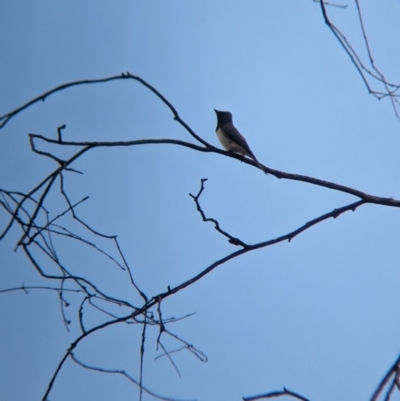 Myiagra cyanoleuca (Satin Flycatcher) at Coppabella, NSW - 10 Nov 2023 by Darcy