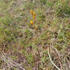 Bulbine bulbosa (Golden Lily) at Mount Taylor - 11 Nov 2023 by Venture