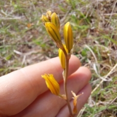 Bulbine bulbosa at Mount Taylor - 11 Nov 2023 03:35 PM