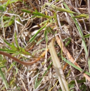 Bulbine bulbosa at Mount Taylor - 11 Nov 2023 03:35 PM