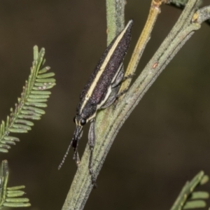 Rhinotia suturalis at Gossan Hill - 30 Oct 2023