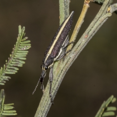 Rhinotia suturalis (Belid weevil) at Bruce, ACT - 30 Oct 2023 by AlisonMilton