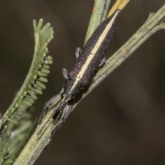 Rhinotia suturalis at Gossan Hill - 30 Oct 2023 01:49 PM