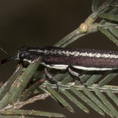 Rhinotia sp. in brunnea-group (A belid weevil) at Bruce Ridge to Gossan Hill - 30 Oct 2023 by AlisonMilton