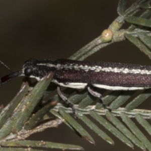 Rhinotia sp. in brunnea-group at Gossan Hill - 30 Oct 2023