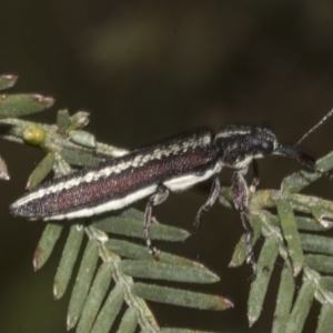 Rhinotia sp. in brunnea-group at Gossan Hill - 30 Oct 2023