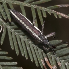 Rhinotia sp. in brunnea-group at Gossan Hill - 30 Oct 2023