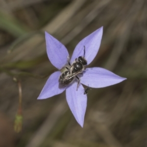 Lasioglossum (Chilalictus) lanarium at Bruce Ridge to Gossan Hill - 30 Oct 2023